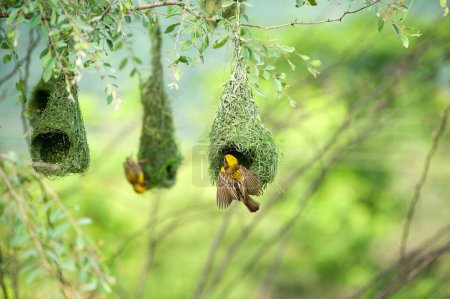 baya tisserand nid oiseaux indiens vie sauvage Inde
