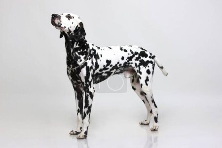 Photo for Dog Dalmatian male black spotting white body curiosity posing on white background - Royalty Free Image