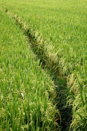 Téléchargez les photos : Grain, riz prêt pour la récolte dans la rizière, Tamil Nadu, Inde - en image libre de droit
