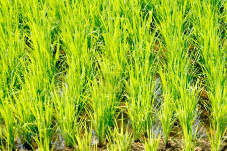 Photo for Crop , green paddy rice field , Bhubaneswar , Orissa , India - Royalty Free Image