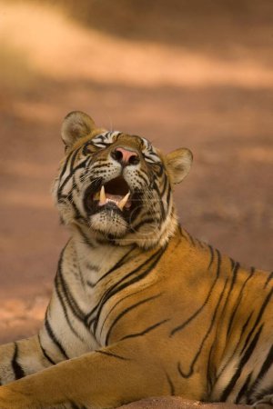 Tiger Panthera tigris resting , Ranthambore tiger reserve , Rajasthan , India