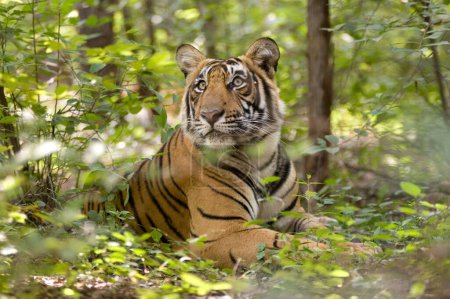 Photo for Tiger Panthera tigris resting , Ranthambore tiger reserve , Rajasthan , India - Royalty Free Image
