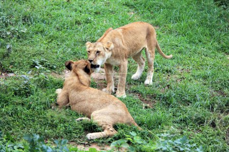 Foto de Leona Panthera Leo y cachorro en el zoológico de Guwahati, Assam, India - Imagen libre de derechos
