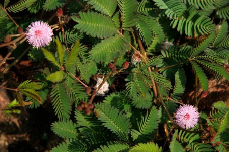 Ayurvedic medicinal plant scientific name mimosa pudica l , Botanical name fabaceae juss , English name sensitive plant Touch me not