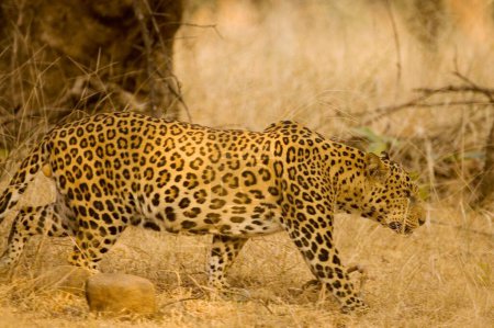 Foto de Cachorro de leopardo Panthera pardus, Parque Nacional Ranthambore, Rajastán, India - Imagen libre de derechos