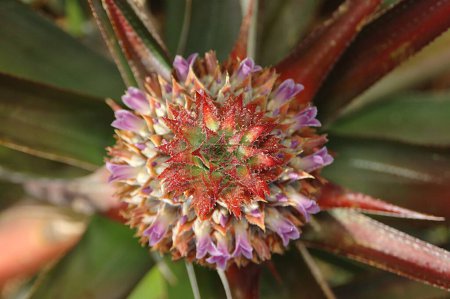 Fruits , English Name Pineapple , Botanical Name Ananas comosus L Merr Family Bromeliaceae , Young Pineapple with flower