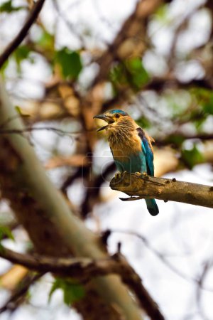Téléchargez les photos : Rouleau Perché sur arbre panna parc national madhya pradesh Inde - en image libre de droit