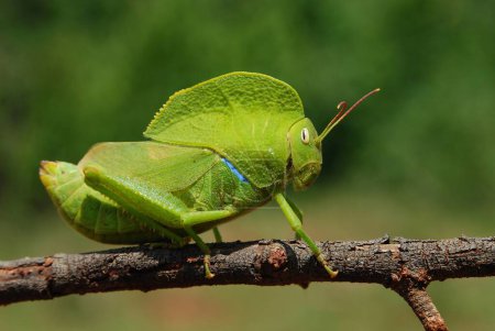 Hooded Grasshopper Bannerghatta in Bangalore Karnataka India Asia