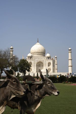 Foto de Bullocks used for grass cutting of lawn in garden at Taj Mahal Seventh Wonders of World , Agra , Uttar Pradesh , India UNESCO World Heritage Site - Imagen libre de derechos