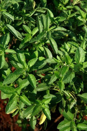 Foto de Nombre científico de la planta medicinal ayurvédica ocimum kilimandscharicum, nombre inglés camphor basil - Imagen libre de derechos