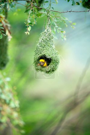 Photo for Baya weaver nest indian birds wild life india - Royalty Free Image