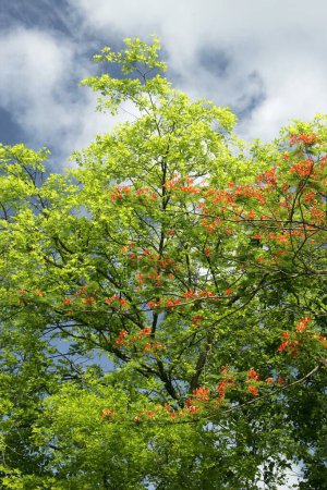 Téléchargez les photos : Printemps avec des feuilles vertes fraîches sur les branches de l'arbre contre le ciel bleu et les nuages blancs, Pune, Maharashtra, Inde - en image libre de droit