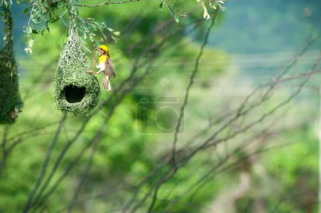 Téléchargez les photos : Baya tisserand nid oiseaux indiens vie sauvage Inde - en image libre de droit
