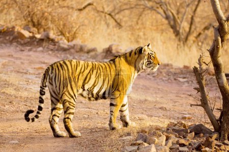 Photo for Tiger Panthera Tigris searching prey in Ranthambore National Park , Rajasthan , India - Royalty Free Image