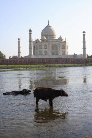 Photo for Two buffaloes in Yamuna river at Taj Mahal Seventh Wonders of World , Agra , Uttar Pradesh , India UNESCO World Heritage Site - Royalty Free Image