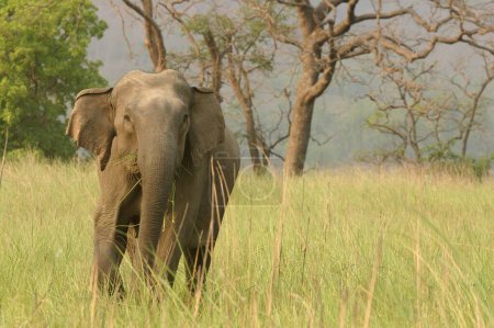 Elephant asiatique Elephas maximus, Corbett Tiger Reserve, Uttaranchal, Inde