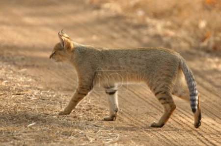 Photo for Jungle cat Felis chaus walking , Ranthambore National Park , Rajasthan , India - Royalty Free Image