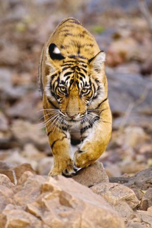 Young bengal tiger panthera tigris walking , Ranthambore tiger reserve , Rajasthan , India