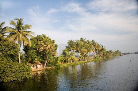 Kokospalmen in der Nähe von Backwaters, Alleppey, Kerala, Indien