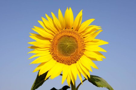Close ups of Sunflower growing in field , Karnataka , India