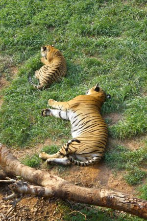 Foto de Hora de la siesta para los Tigres de Bengala Panthera tigris en el zoológico de Guwahati, Assam, India - Imagen libre de derechos