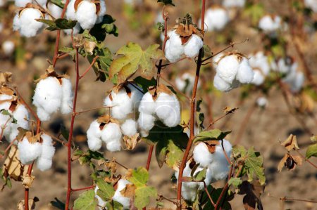 Campo de algodón, estallido de boll de algodón Gossypium herbaceum listo para la cosecha, Gujarat, India