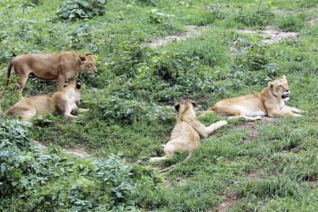 Foto de Leona Panthera Leo descansando en el zoológico de Guwahati, Assam, India - Imagen libre de derechos