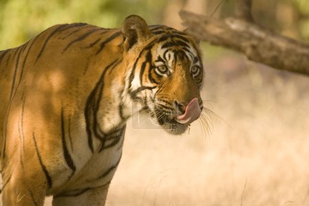 Tiger Panthera tigris tongue lapping, Ranthambore tiger reserve, Rajasthan, Inde