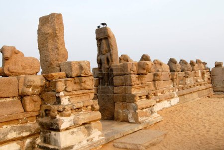 Téléchargez les photos : Shore Temple à Mahabalipuram est l'un des plus vieux temple entouré par une rangée de taureaux sculptés dans la roche, Mahabalipuram, Tamil Nadu, Inde - en image libre de droit
