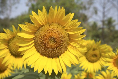 Photo for Yellow and golden oil seed flower or Sunflower Helianthus annuus plantation - Royalty Free Image