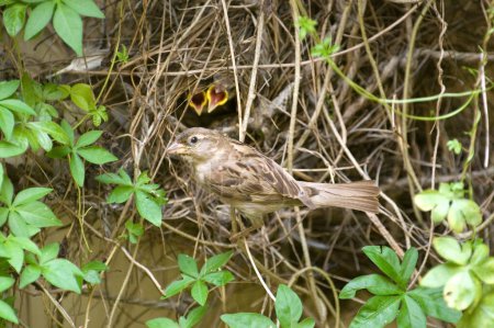 Bird , Common Sparrow with chicks , Ranthambore tiger reserve , Rajasthan , India