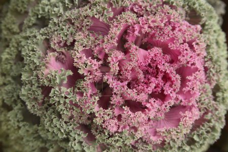 Flowering Kale or ornamental Cabbage Latin name Brassica oleracea species