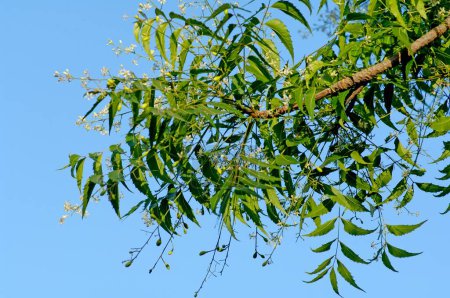 Medicinal Plant , Green Neem tree Melia Azadirachta Lin