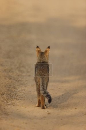Photo for Jungle cat Felis chaus walking , Ranthambore National Park , Rajasthan , India - Royalty Free Image