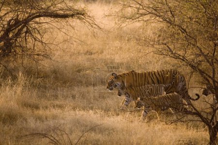 Photo for Tigress with cubs Panthera Tigris Bengal tiger in dry grasslands of Ranthambore Tiger reserve national park , Rajasthan , India - Royalty Free Image