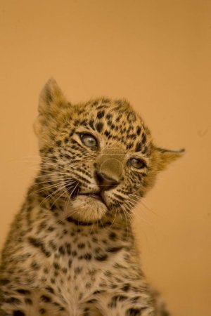 Téléchargez les photos : Louveteau léopard Panthera pardus, parc national de Ranthambore, Rajasthan, Inde - en image libre de droit