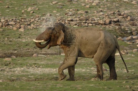 Elefante asiático húmedo musth tusker Elephas maximus, Corbett Tiger Reserve, Uttaranchal, India