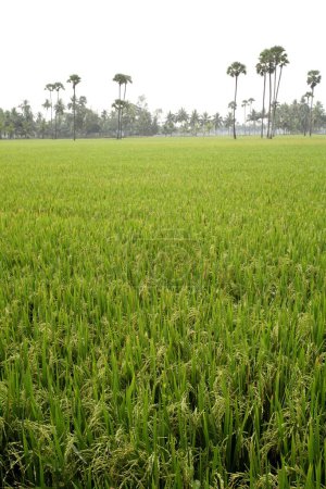 Téléchargez les photos : Plantes de riz vert luxuriantes dans la rizière avec des palmiers dans le village, Tamil Nadu, Inde - en image libre de droit