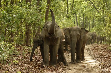 Manada de elefantes asiáticos Elephas maximus uno de ellos gritando, Corbett Tiger Reserve, Uttaranchal, India