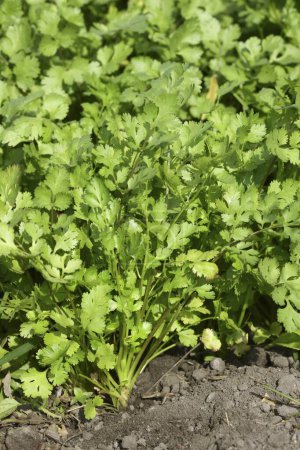 Téléchargez les photos : Légumes verts coriandre plante coriamdrum sativum herbe aromatique poussant dans le champ - en image libre de droit