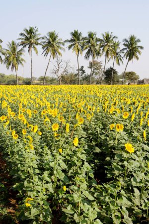 Tournesols cultivés dans les champs, Karnataka, Inde