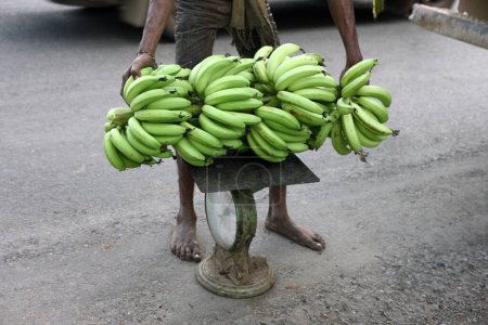 Téléchargez les photos : Pondération des grappes de bananes musa paradisiaque, Gujarat, Inde - en image libre de droit