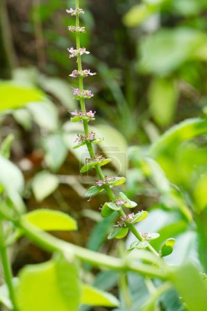 Photo for Medicinal plant , ayurvedic medicinal plant and flowers Indian name Pashanbheda Botanical name Coleus Aromaticus - Royalty Free Image