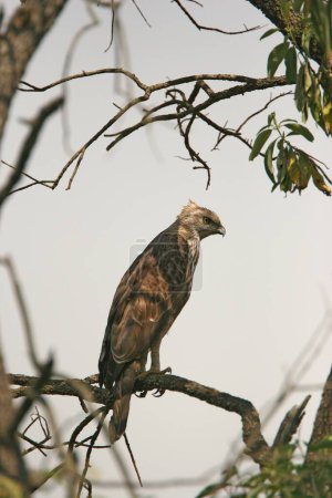 Bird , Changeable Hawk_Eagle Spizaetus cirrhatus Corbett Tiger Reserve , Uttaranchal , India