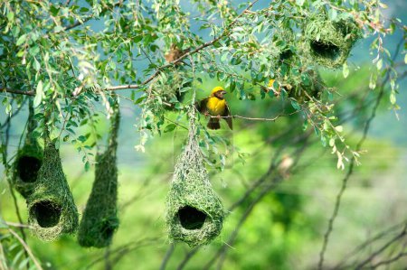 baya weber nest indische vögel wildes leben indien