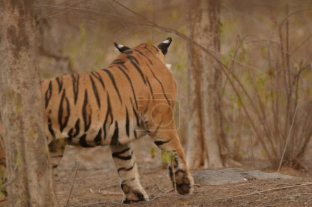 Tiger Panthera tigris, Ranthambore Tiger Reserve National Park, Rajasthan, Indien