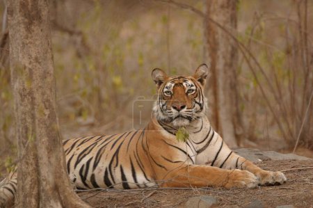 Tiger Panthera tigris sitting , Ranthambore Tiger Reserve National Park , Rajasthan , India