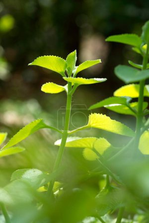Téléchargez les photos : Plantes médicinales, plante médicinale ayurvédique Nom indien Pashanbheda Nom botanique Coleus Aromaticus - en image libre de droit