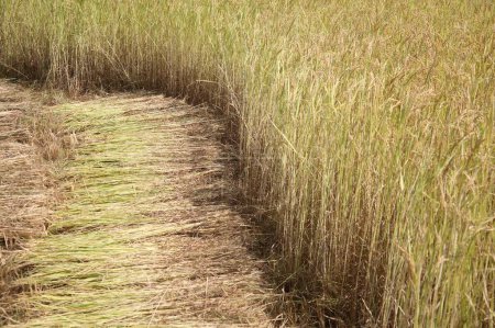 Foto de Listos cultivo de arroz, campo de arroz, parte del campo de arroz se corta la colección - Imagen libre de derechos