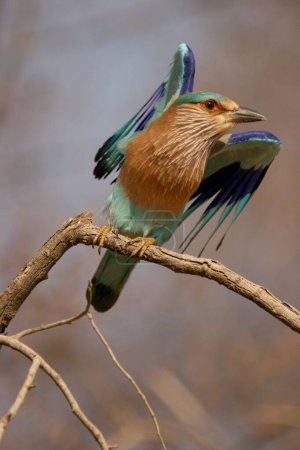 Oiseau, rouleau indien Coracias benghalensis, parc national de Ranthambore, Rajasthan, Inde